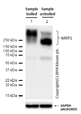 Western blot - Anti-MRP1 antibody [EPR4658(2)] - BSA and Azide free (AB250288), expandable thumbnail