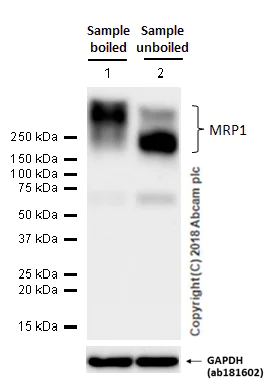 Western blot - Anti-MRP1 antibody [EPR4658(2)] - BSA and Azide free (AB250288)