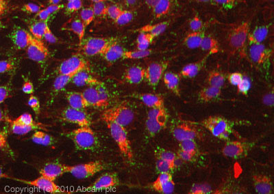 Immunocytochemistry/ Immunofluorescence - Anti-MRP1 antibody [MRPr1] (AB3368), expandable thumbnail
