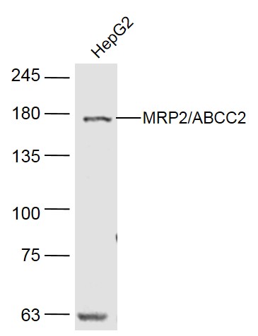Western blot - Anti-MRP2 antibody (AB203397)