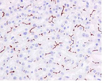 Immunohistochemistry (Formalin/PFA-fixed paraffin-embedded sections) - Anti-MRP2 antibody [EPR10997(2)] - BSA and Azide free (AB250927)