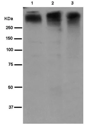 Western blot - Anti-MRP2 antibody [EPR10997(2)] - BSA and Azide free (AB250927)