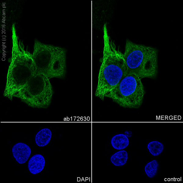 Immunocytochemistry/ Immunofluorescence - Anti-MRP2 antibody [EPR10998] (AB172630)
