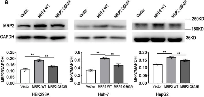 Western blot - Anti-MRP2 antibody [EPR10998] (AB172630)