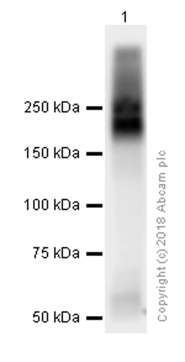 Western blot - Anti-MRP2 antibody [EPR10998] (AB172630)