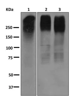 Western blot - Anti-MRP2 antibody [EPR10998] (AB172630)
