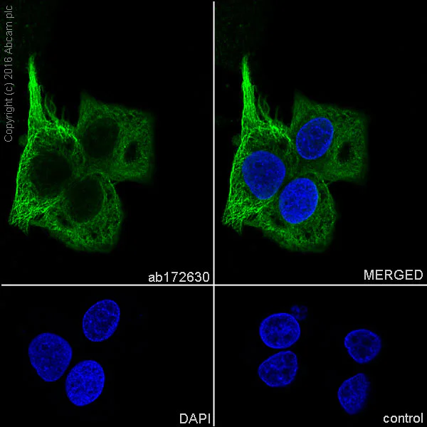 Immunocytochemistry/ Immunofluorescence - Anti-MRP2 antibody [EPR10998] - BSA and Azide free (AB240169)