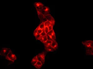Immunocytochemistry/ Immunofluorescence - Anti-MRP2 antibody [EPR10998] - BSA and Azide free (AB240169)
