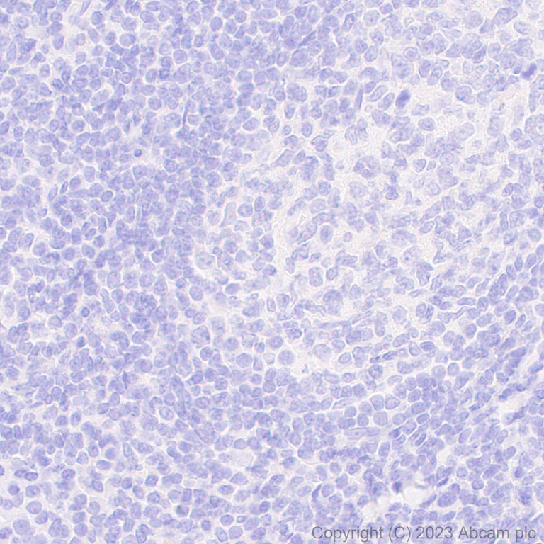 Immunohistochemistry (Formalin/PFA-fixed paraffin-embedded sections) - Anti-MRP2 antibody [EPR10998] - BSA and Azide free (AB240169)
