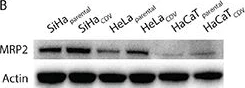 Western blot - Anti-MRP2 antibody [M2 III-6] (AB3373)