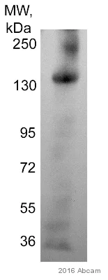 Western blot - Anti-MRP2 antibody [M2 III-6] (AB3373)