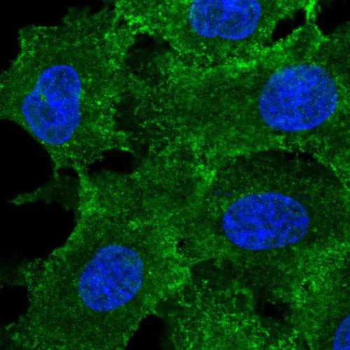 Immunocytochemistry/ Immunofluorescence - Anti-MRP3 antibody (AB204322)