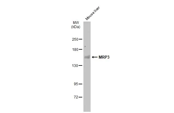Western blot - Anti-MRP3 antibody (AB226804)