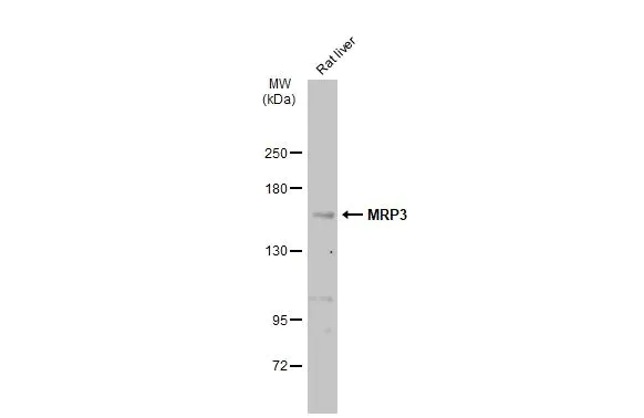 Western blot - Anti-MRP3 antibody (AB226804)
