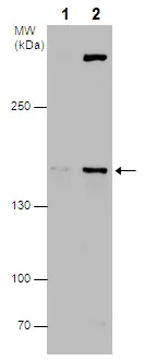 Western blot - Anti-MRP3 antibody (AB226804)