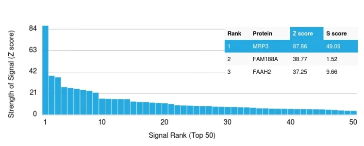 Protein Array - Anti-MRP3 antibody [ABCC3/2971] (AB268139)