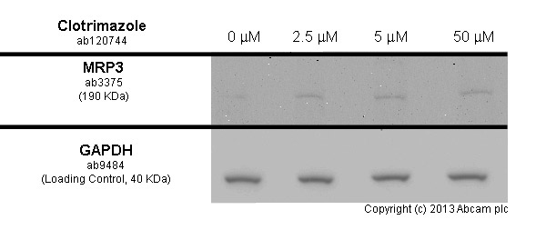 Functional Studies - Anti-MRP3 antibody [M3II-9] (AB3375)