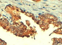 Immunohistochemistry (Formalin/PFA-fixed paraffin-embedded sections) - Anti-MRP4 antibody (AB77184), expandable thumbnail