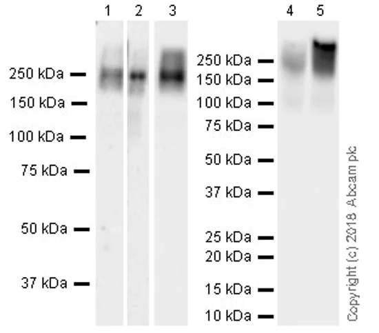 Western blot - Anti-MRP4 antibody [EPR20403] (AB233382)