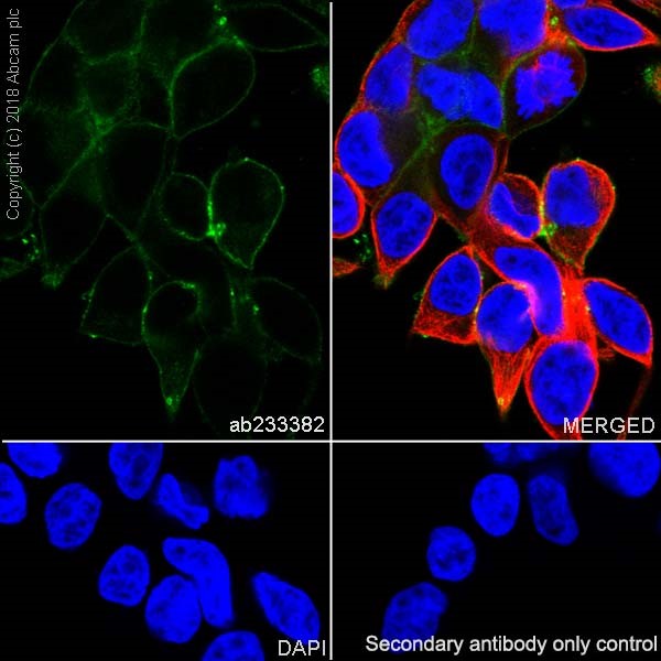 Immunocytochemistry/ Immunofluorescence - Anti-MRP4 antibody [EPR20403] - BSA and Azide free (AB235624), expandable thumbnail