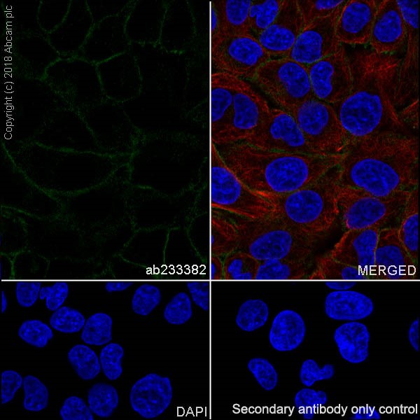 Immunocytochemistry/ Immunofluorescence - Anti-MRP4 antibody [EPR20403] - BSA and Azide free (ab235624), expandable thumbnail