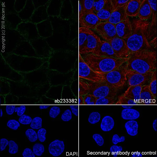 Immunocytochemistry/ Immunofluorescence - Anti-MRP4 antibody [EPR20403] - BSA and Azide free (AB235624)