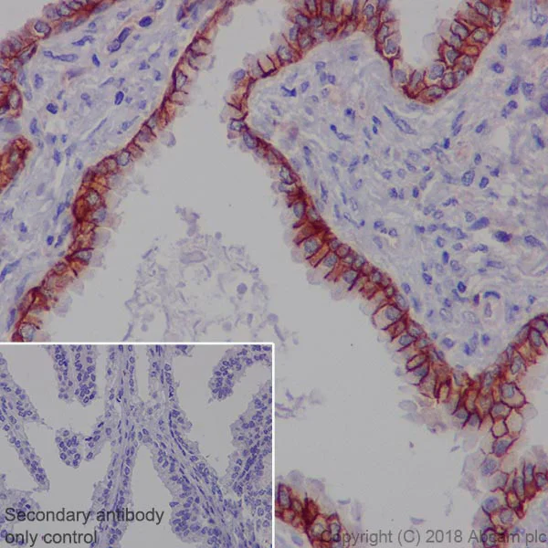 Immunohistochemistry (Formalin/PFA-fixed paraffin-embedded sections) - Anti-MRP4 antibody [EPR20403] - BSA and Azide free (AB235624)