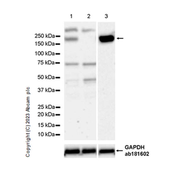 Western blot - Anti-MRP4 antibody [EPR27495-64] (AB313704), expandable thumbnail