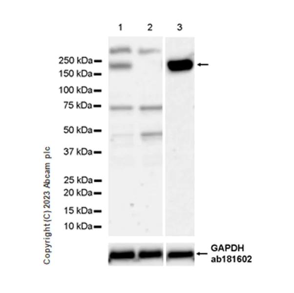 Western blot - Anti-MRP4 antibody [EPR27495-64] (AB313704)