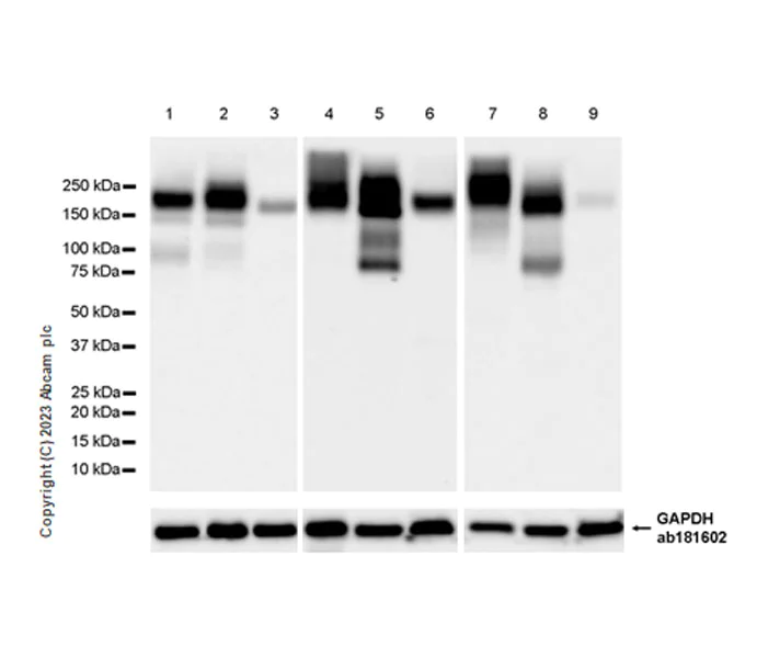 Western blot - Anti-MRP4 antibody [EPR27495-64] (AB313704)