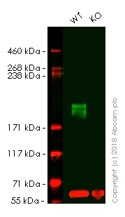 Western blot - Anti-MRP4 antibody [M4I-10] (AB15602)