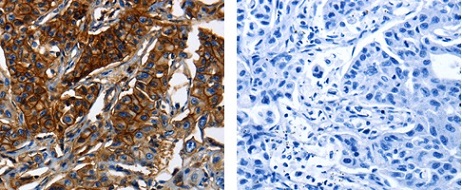 Immunohistochemistry (Formalin/PFA-fixed paraffin-embedded sections) - Anti-MRP5 antibody (AB180724)