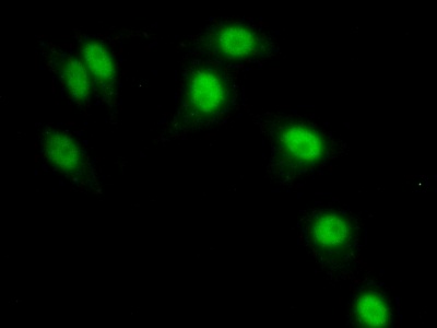 Immunocytochemistry/ Immunofluorescence - Anti-MRPL1 antibody (AB232886), expandable thumbnail