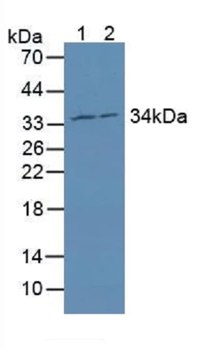 Western blot - Anti-MRPL1 antibody (AB232886)