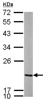 Western blot - Anti-MRPL12 antibody (AB154961)