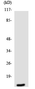 Western blot - Anti-MRPL14 antibody (AB138281)