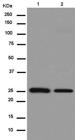Western blot - Anti-MRPL16 antibody [EPR14351-63] - BSA and Azide free (AB250517)