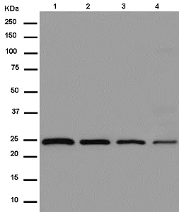 Western blot - Anti-MRPL16 antibody [EPR14351] - BSA and Azide free (AB250512)