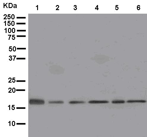 Western blot - Anti-MRPL20 antibody [EPR12592] (AB181058)