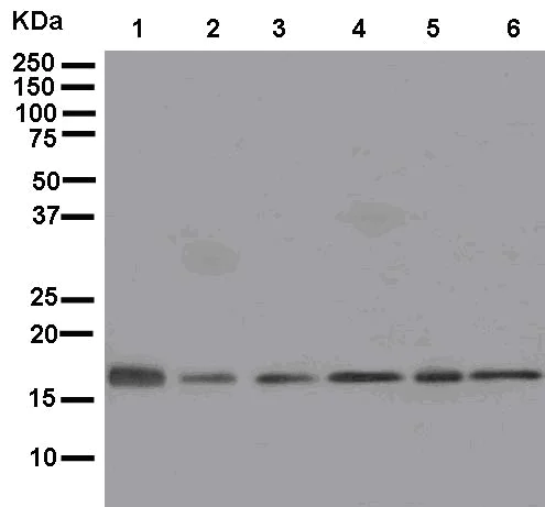 Western blot - Anti-MRPL20 antibody [EPR12592] - BSA and Azide free (AB250315)