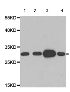 Western blot - Anti-MRPL28 antibody (AB196842)