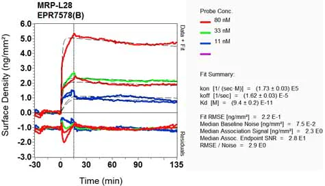 OI-RD Scanning - Anti-MRPL28 antibody [EPR7578(B)] (AB126719)