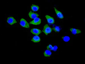 Immunocytochemistry/ Immunofluorescence - Anti-MRPL28 antibody [EPR7578(B)] - BSA and Azide free (AB248145)