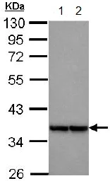 Western blot - Anti-MRPL3 antibody (AB151326)