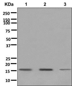 Western blot - Anti-MRPL30 antibody [EPR12502] - BSA and Azide free (AB250121), expandable thumbnail
