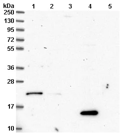 Western blot - Anti-MRPL34 antibody (AB151055)