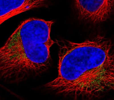 Immunocytochemistry/ Immunofluorescence - Anti-MRPL37 antibody (AB224467)