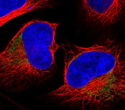 Immunocytochemistry/ Immunofluorescence - Anti-MRPL37 antibody (AB224467)