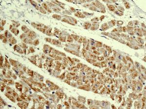 Immunohistochemistry (Formalin/PFA-fixed paraffin-embedded sections) - Anti-MRPL4 antibody [EPR13151] - BSA and Azide free (AB250169), expandable thumbnail