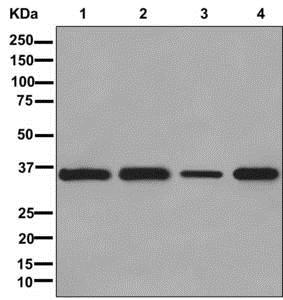 Western blot - Anti-MRPL4 antibody [EPR13151] - BSA and Azide free (AB250169), expandable thumbnail